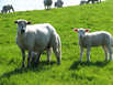 Schafschur im Multimar Wattforum