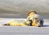 Kegelrobben Seehunde Wattenmeer