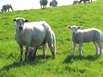 Schafe auf dem Deich (Foto: Klaus-Peter Wolf/pixelio.de)