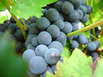 Grundbestandteil der Vinotherape (Foto: Birgit Lieske/pixelio.de)