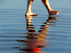 Umweltdaten über Nordsee und Wattenmeer gebündelt