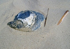 Die Pazifische Auster hat sich bis ins dänische Wattenmeer der Nordsee verbreitet