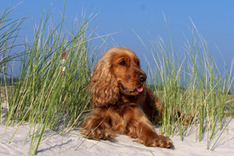 Nordsee-Urlaub mit Hund