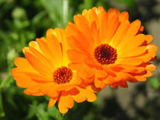 Ringelblumen finden als Heilpflanze Verwendung (Foto: Gitti Moser/pixelio.de)