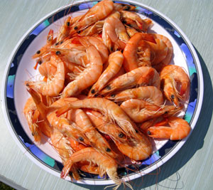 Krabbenpulen gehört zu einem Nordsee-Urlaub einfach dazu