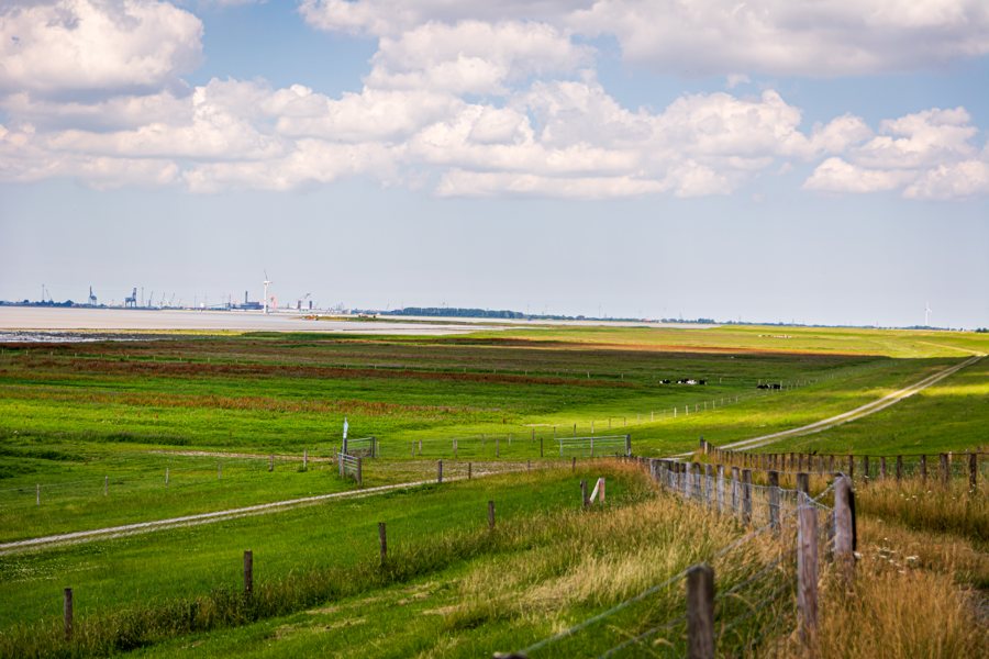 Deichvorland im Dollart
