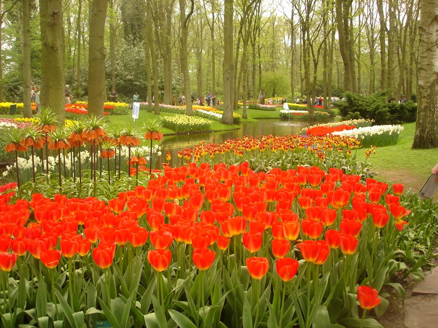 Tulpenblüte im Keukenhof in Lisse