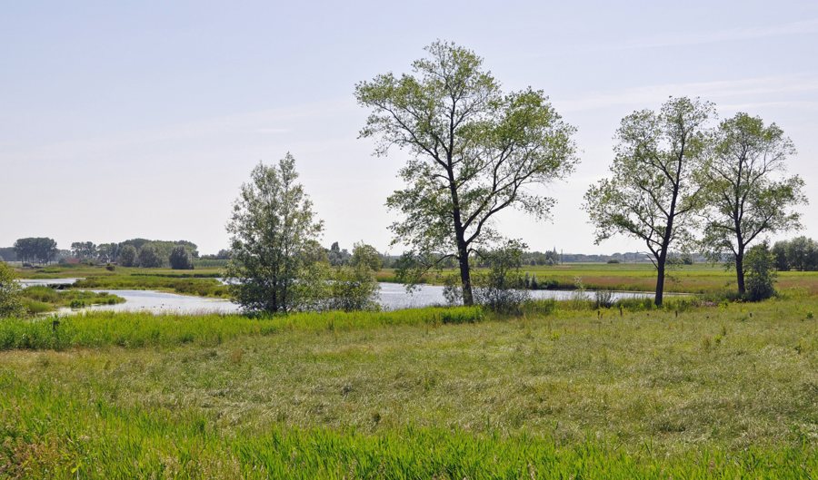 File:Varsenare Rietmoeras Kwetshage R01.jpg