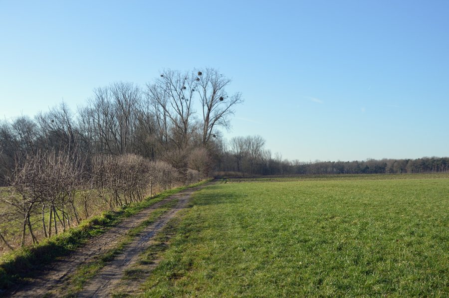 File:Damsakkers, Waasmunster, 2025.jpg