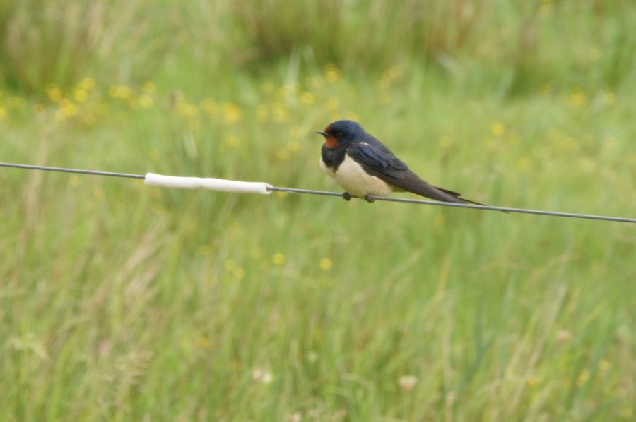 File:Hirundo rustica in Ringkøbing-Skjern Kommune (28824581532).jpg