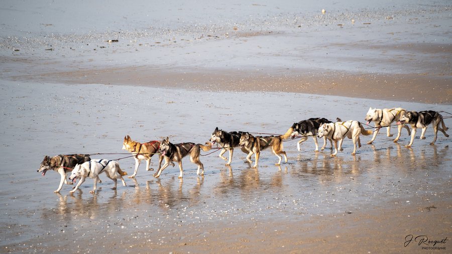 File:Camiers Chiens de traîneau-3.jpg