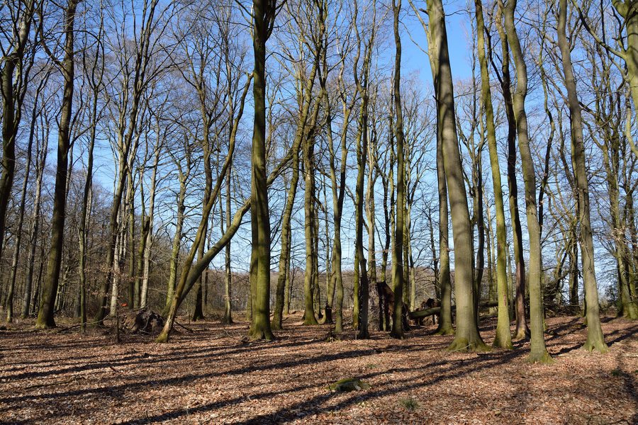 File:Schleswig-Holstein, Tensbüttel-Röst, Naturdenkmal Harkestein NIK 1646.JPG