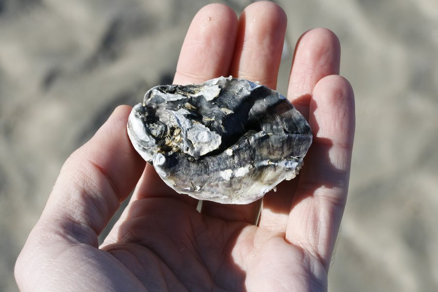 File:Pacific Oyster, Westerland, Sylt, Deutschland imported from iNaturalist photo 181560597.jpg