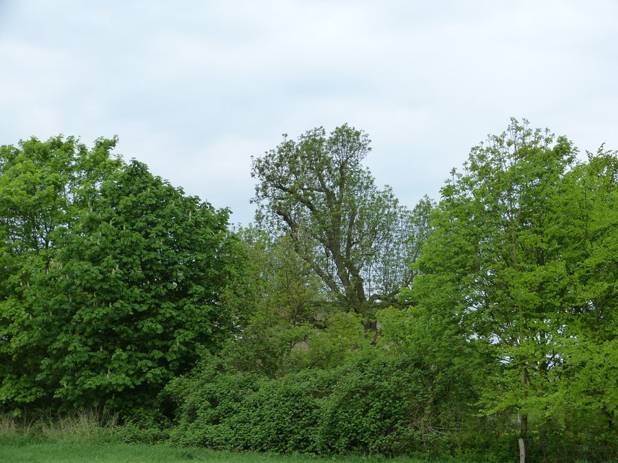 File:Hemdingen, Naturdenkmal 47-01, Esche, Bild 02.jpg