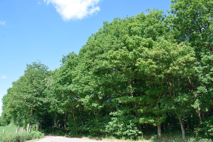 File:Schleswig-Holstein, Sarlhusen, Landschaftsschutzgebiet Glasberg NIK 7146.JPG