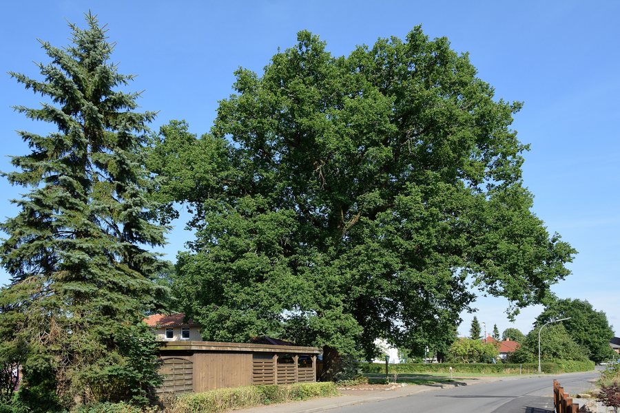 File:Schleswig-Holstein, Brokstedt, Naturdenkmal NIK 7889.JPG