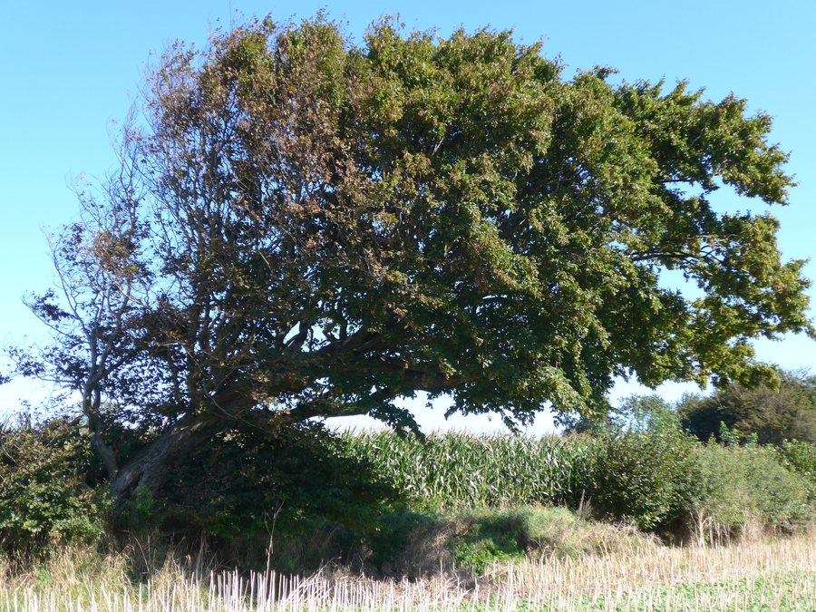 File:Arkebek Weissbuche Naturdenkmal.jpg