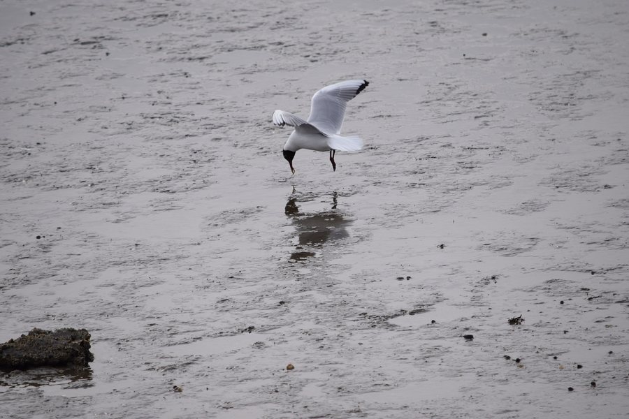 File:Chroicocephalus ridibundus vor Nordstrand auf der Jagd.jpg