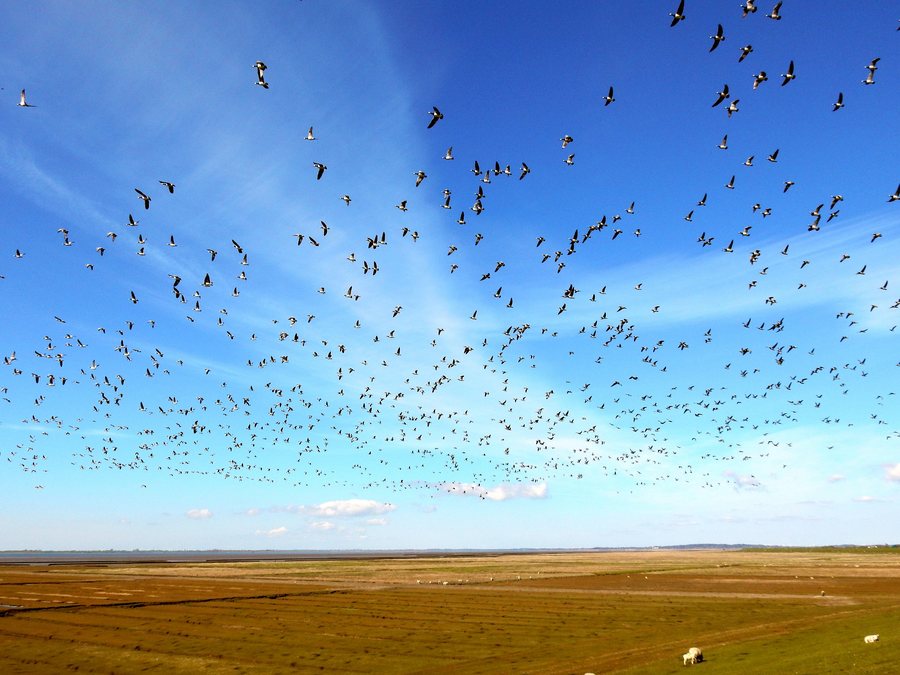 File:Gänse über Deich bei Simonsberg.jpg