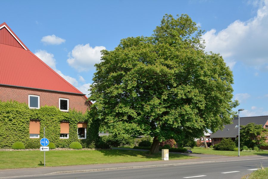 File:Schleswig-Holstein, Wilster, Naturdenkmal NIK 6517.JPG