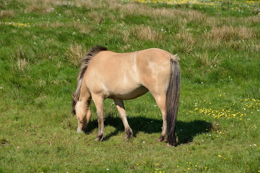 File:Schleswig-Holstein, Nordhastedt, Fieler Moor NIK 0508.JPG