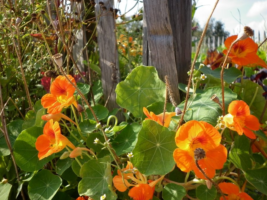 File:Blumen am Gartenzaun – Arboretum Ellerhoop 1.jpg