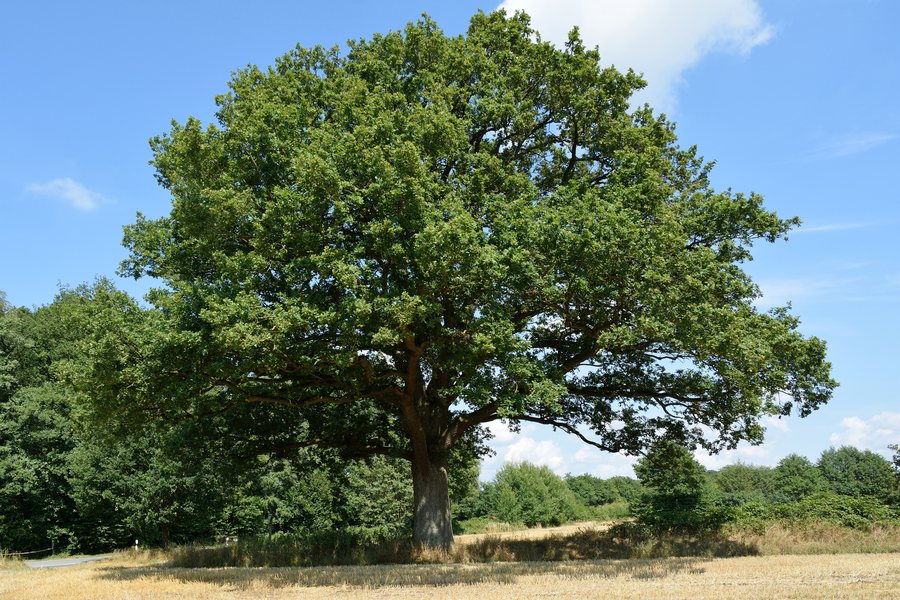 File:Schleswig-Holstein, Willenscharen, Naturdenkmal NIK 8334.JPG