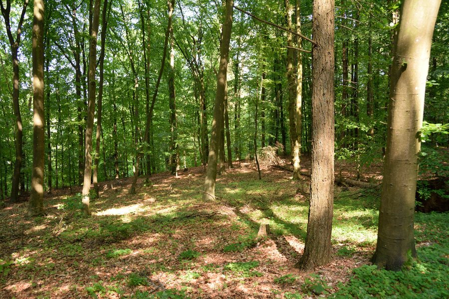 File:Schleswig-Holstein, Breitenburg, Landschaftsschutzgebiet Eichenwald Nordoe NIK 6368.JPG