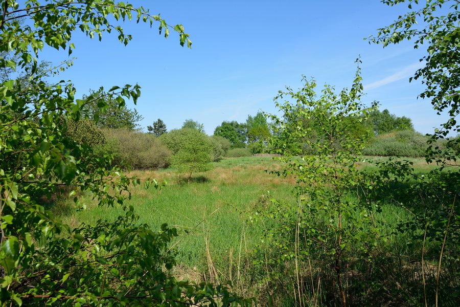 File:Schleswig-Holstein, Delve, Landschaftsschutzgebiet Südermoor bei Schwienhusen NIK 2557.jpg