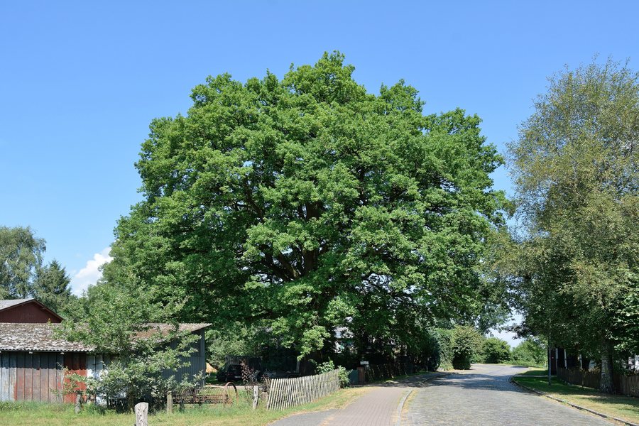 File:Schleswig-Holstein, Wulfsmoor, Naturdenkmal NIK 8345.JPG