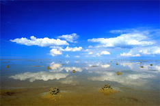 Fotowettbewerb UNESCO Weltnaturerbe Wattenmeer