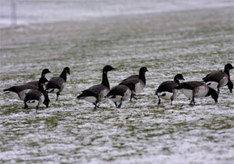 Wintergäste an der Nordsee