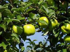 Norddeutscher Apfel des Jahres - Der Seestermüher Zitronenapfel (Foto: Elbmarschenhaus)