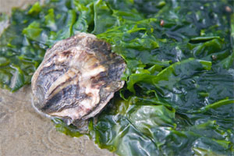 Langer Winter hinterlässt Spuren im Wattenmeer