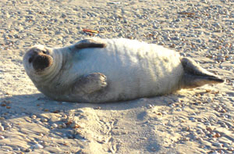 Kegelrobben Nordsee