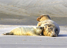 Kegelrobben Seehunde Wattenmeer