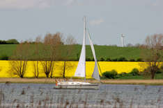 Segler auf der Schlei (Foto: Ostseefjord Schlei)