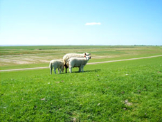 Ausflugsziel Hamburger Hallig Nordfriesland