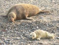 Robbenbaby-Watching auf der Nordsee-Insel Helgoland (Foto © Kurverwaltung Helgoland )