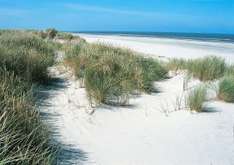 Dünen auf der Nordsee-Insel Langeoog