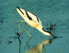 Säbelschnäbler im Nationalpark Wattenmeer