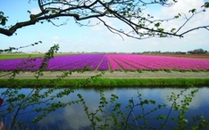 Tulpenfelder in Noord-Holland