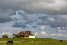 Die Hallig Langeneß