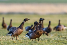 Ringelgänse auf den Halligen