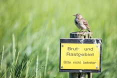 Wiesenpieper auf Schild