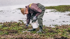 Austernsafari im dänischen Wattenmeer