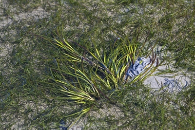 Großes und kleines Seegras