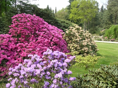 Rhododendronpark in Westerstede