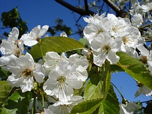 Die Blüte der Obstbäume, für die das Alte Land bekannt ist, lockt im Frühling unzählige Feriengäste ins Alte Land südlich von Hamburg