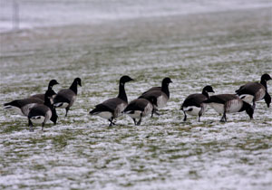 Wintergäste an der Nordsee